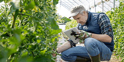 greenhouse farming