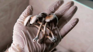 mushrooms in hand