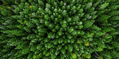 trees from above