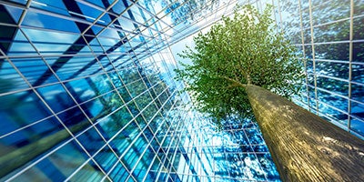 tree growing between buildings
