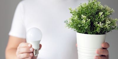 person holding lightbulb and plant