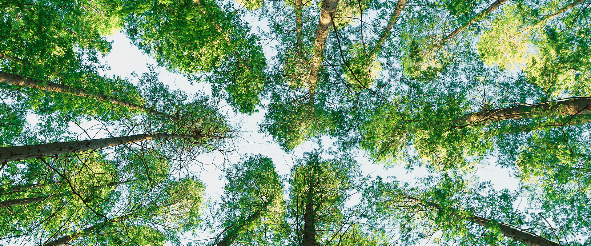 bottom view of trees