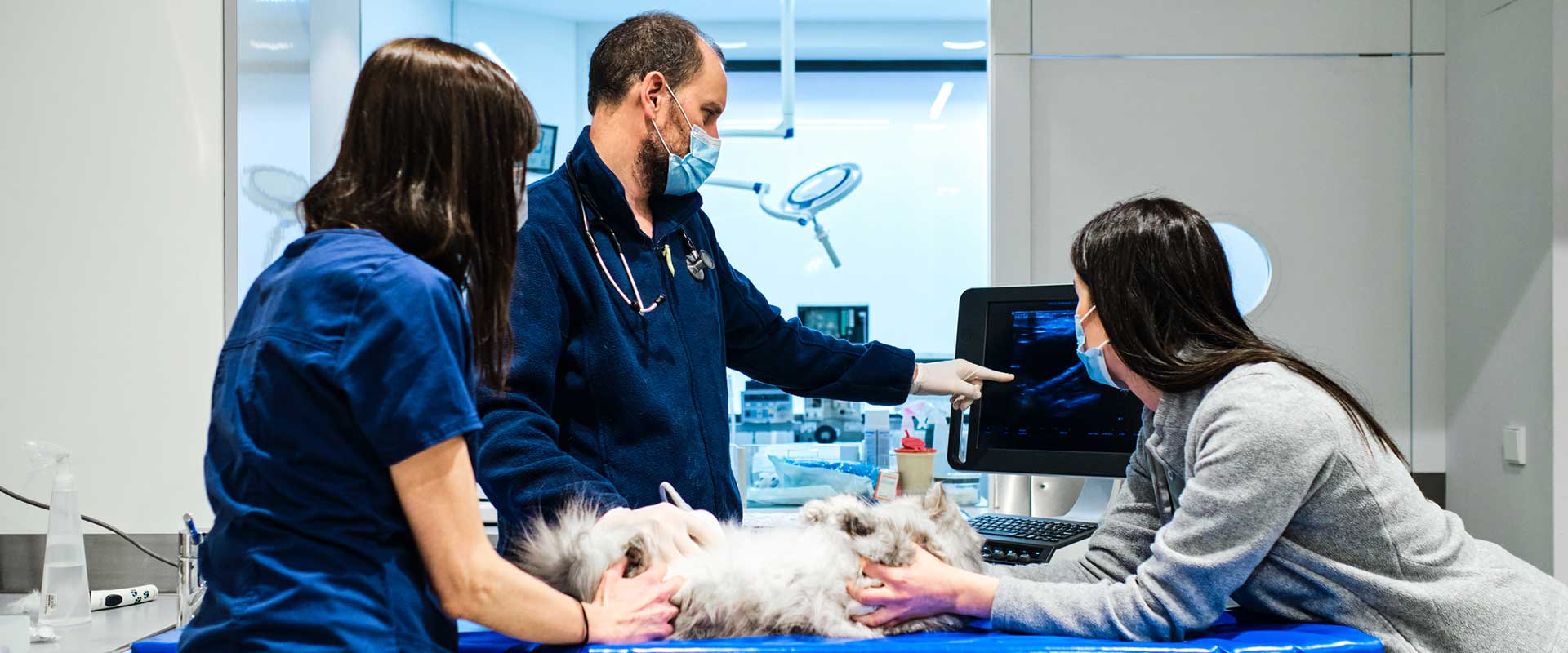 veterinarians examining cat