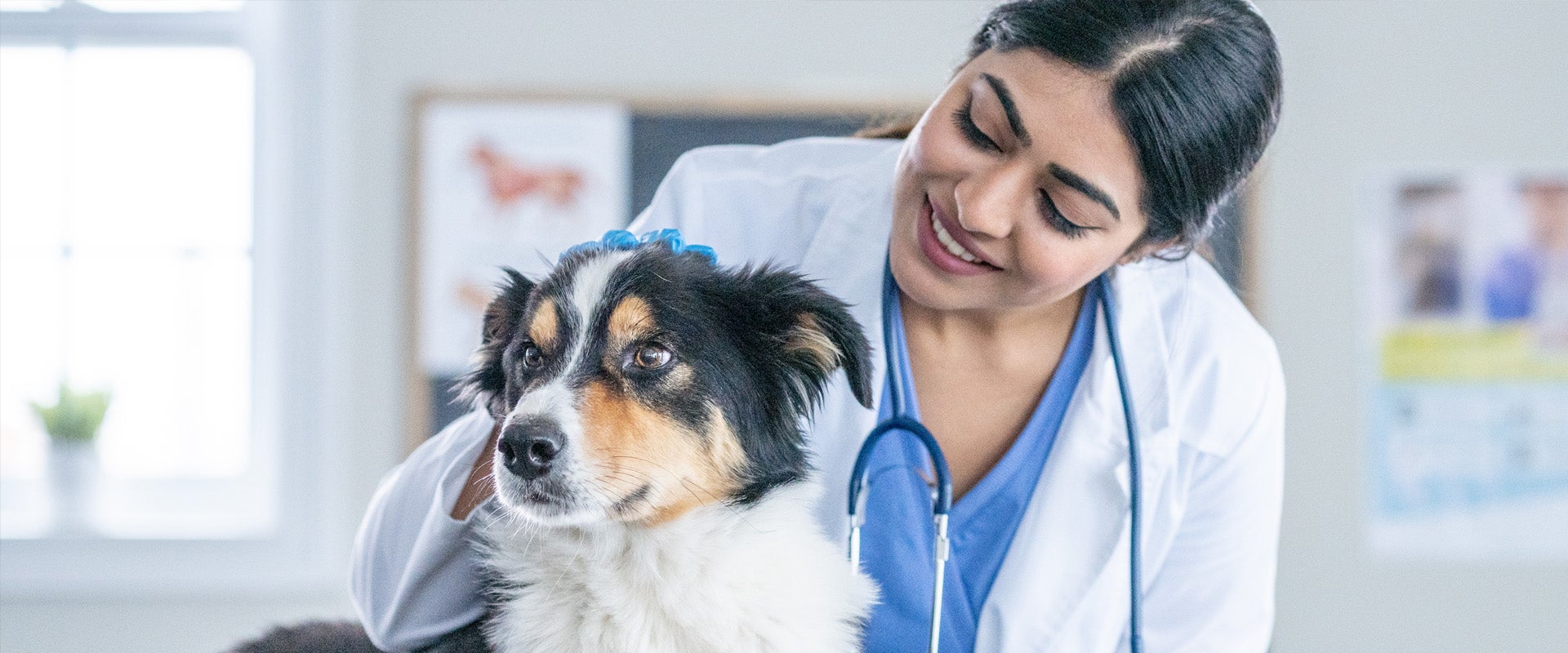 vet petting dog