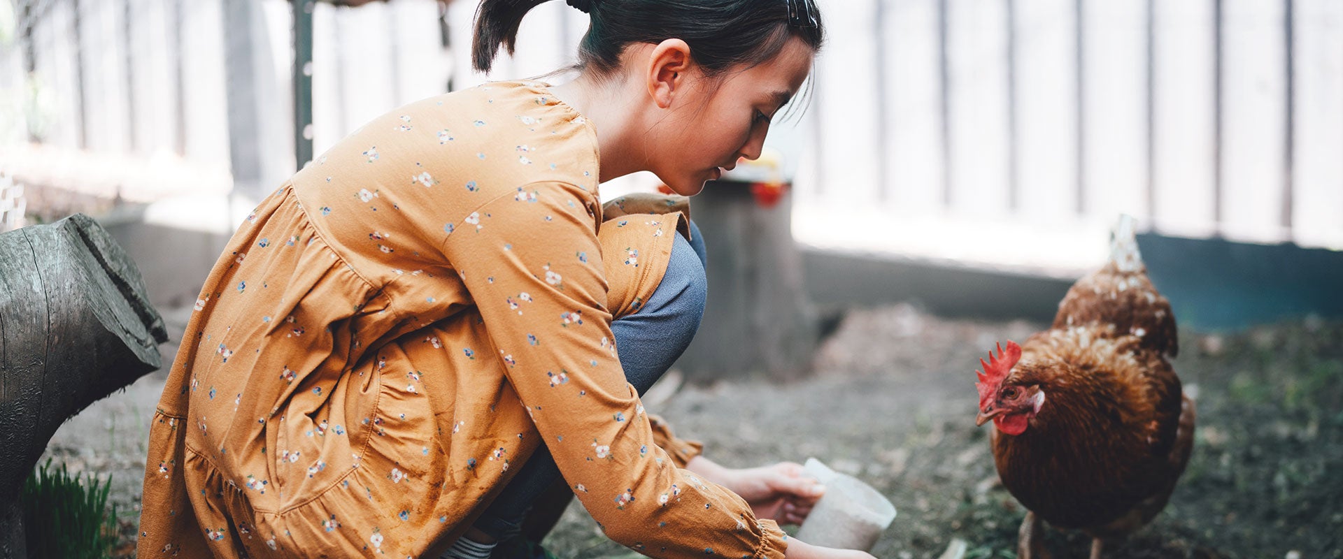 girl feeding a chicken