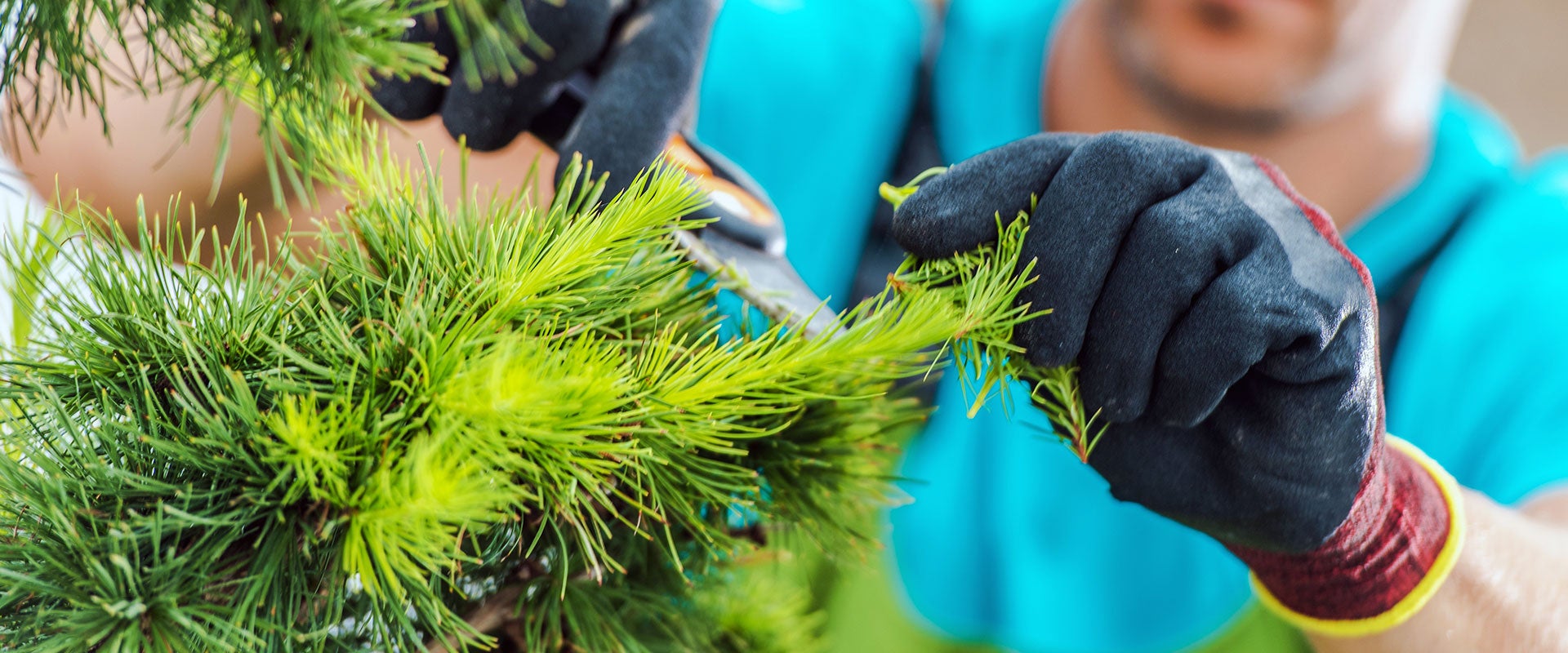 worker pruning tree