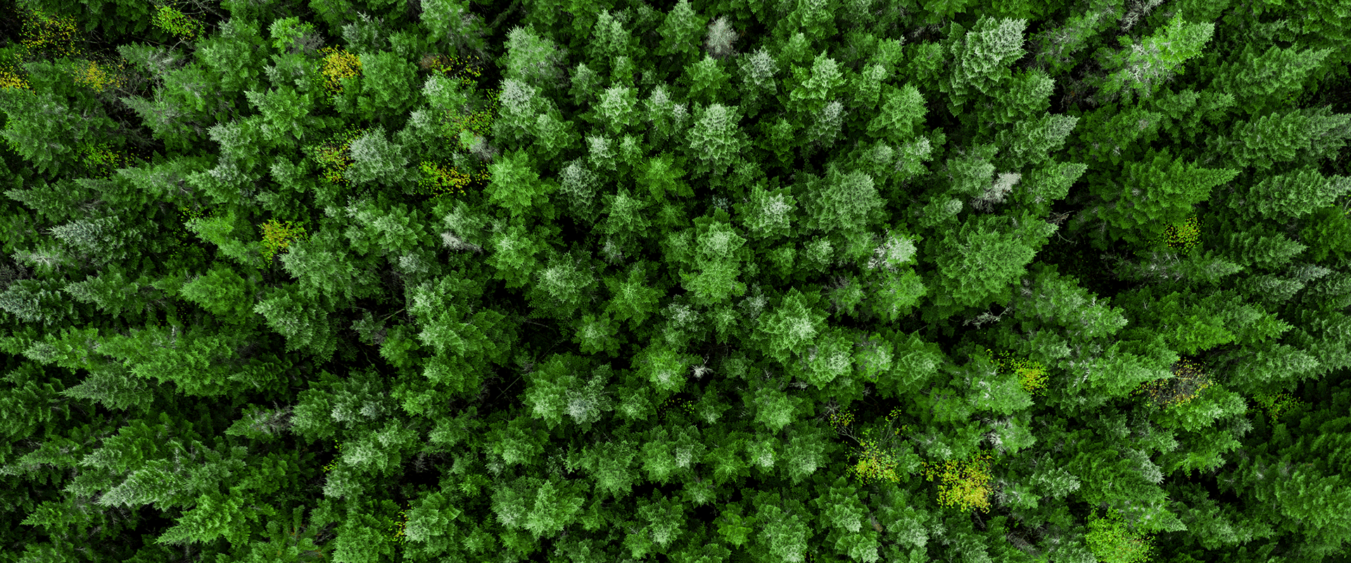 aerial view of trees