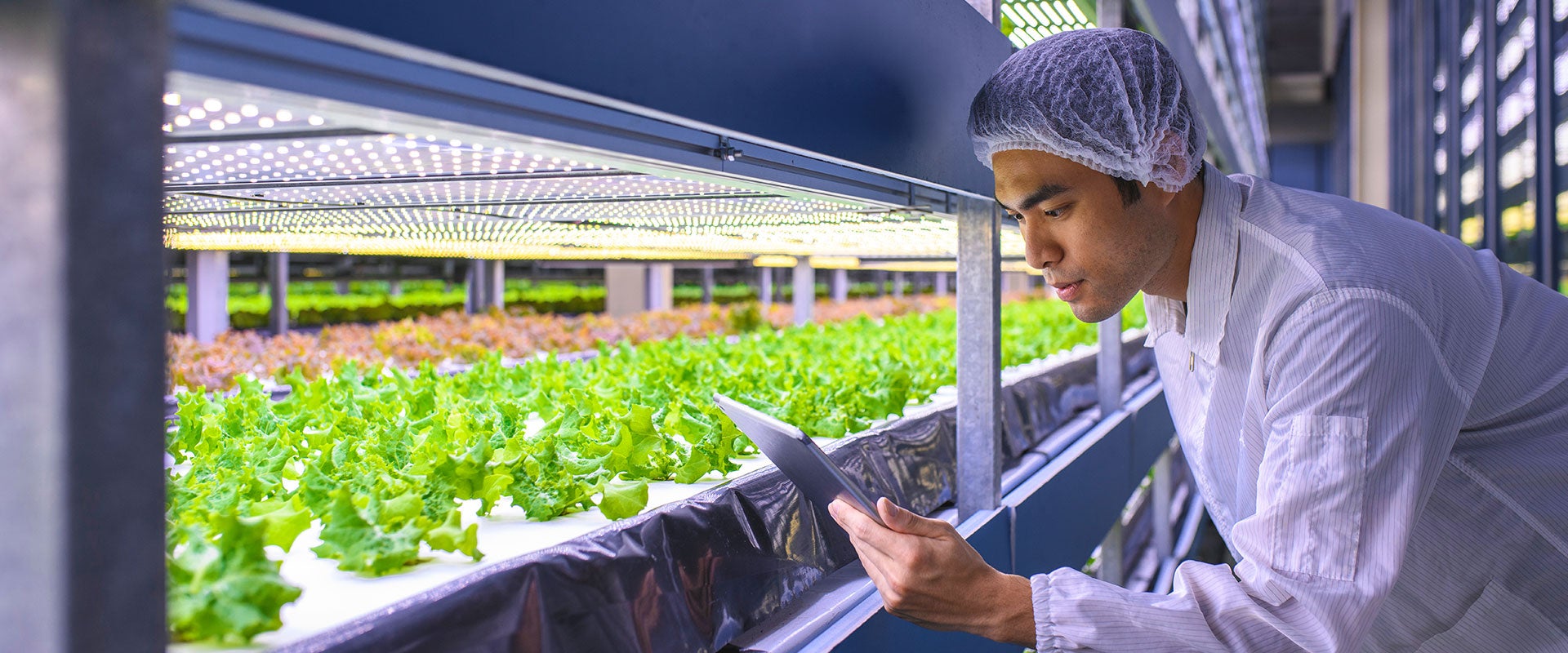 man growing crops 