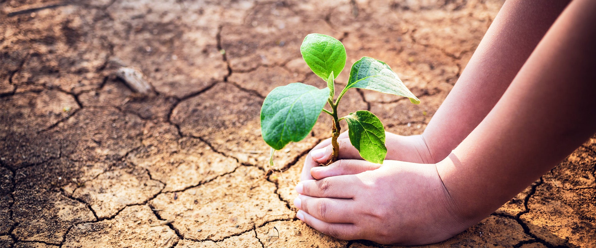 planting a plant