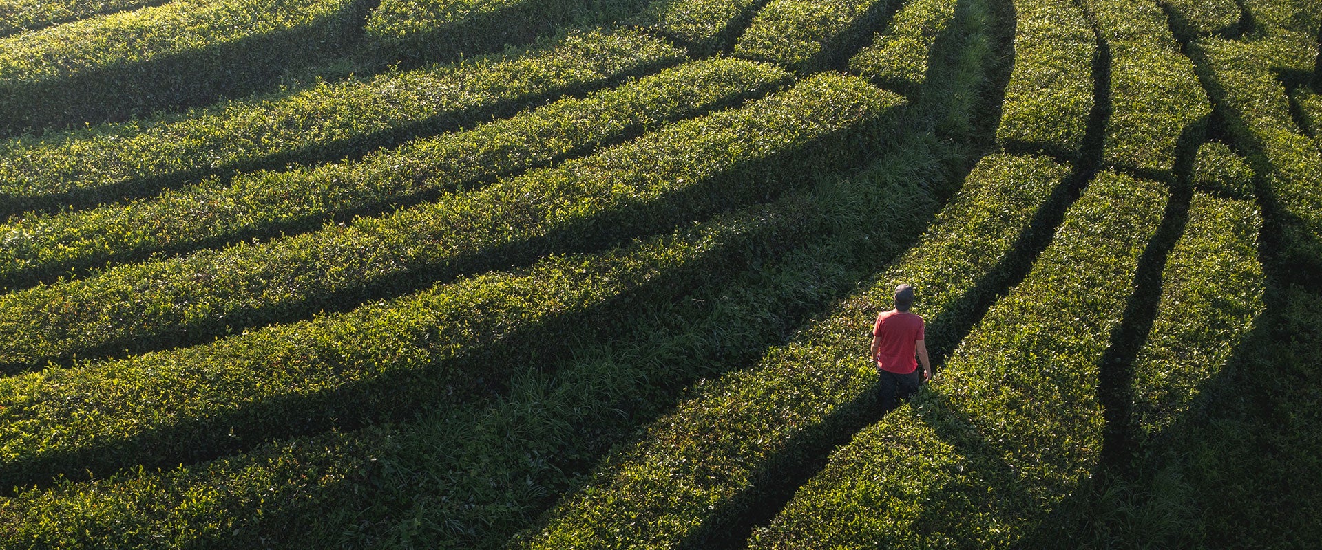 person walking in field