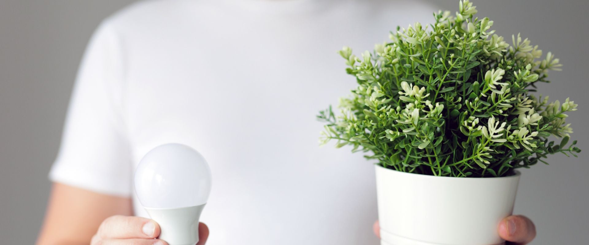 person holding lightbulb and potted plant