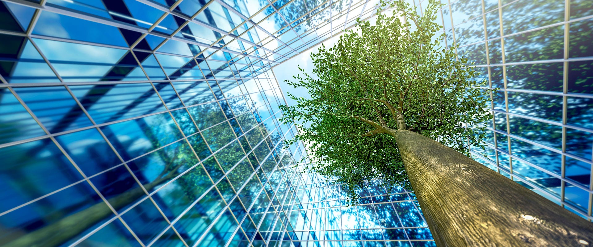 tree growing between buildings