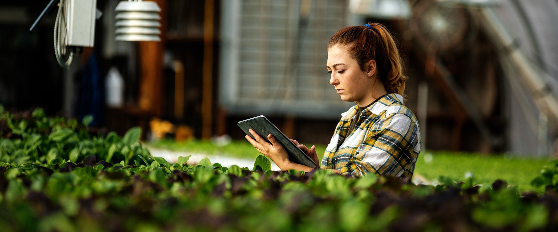 woman observing plants