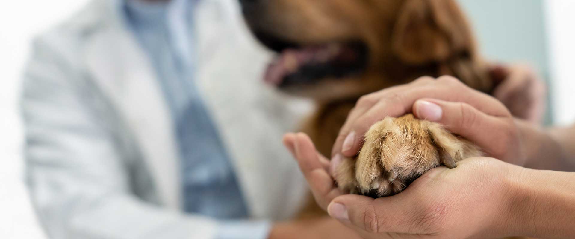 dog with paw up at veterinarian office