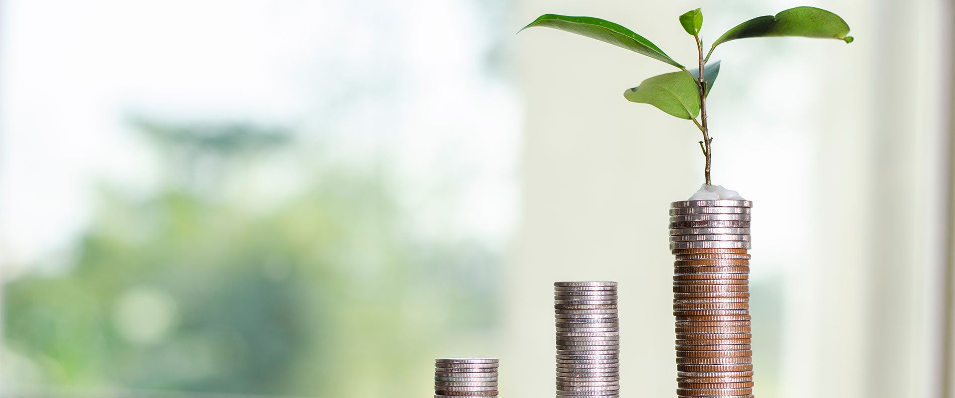 tree growing on coins