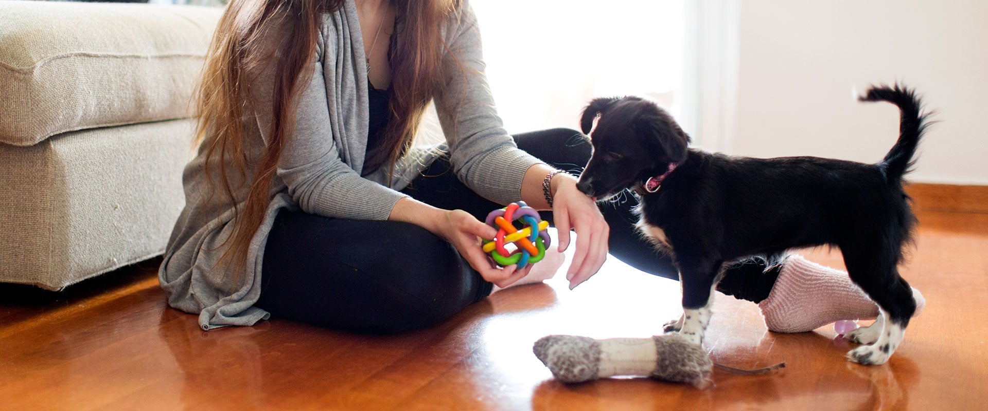 dog and owner playing with toys