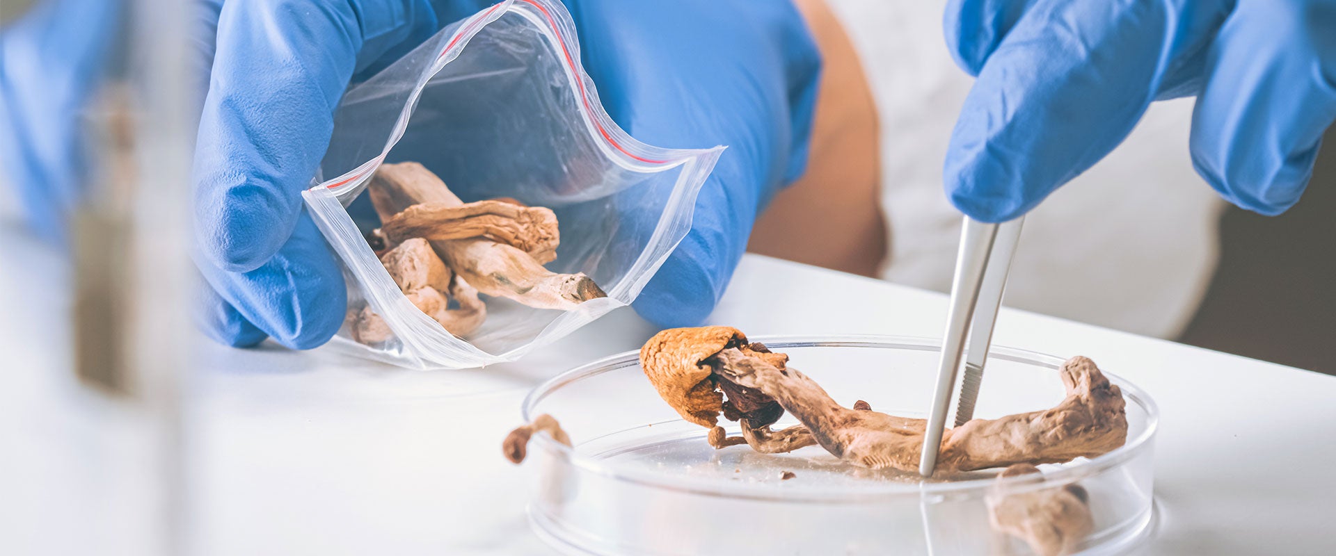 mushrooms in petri dish