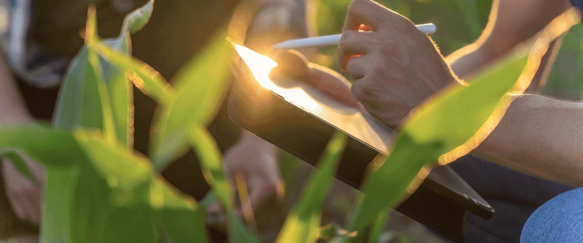 person holding tablet in cornfield 