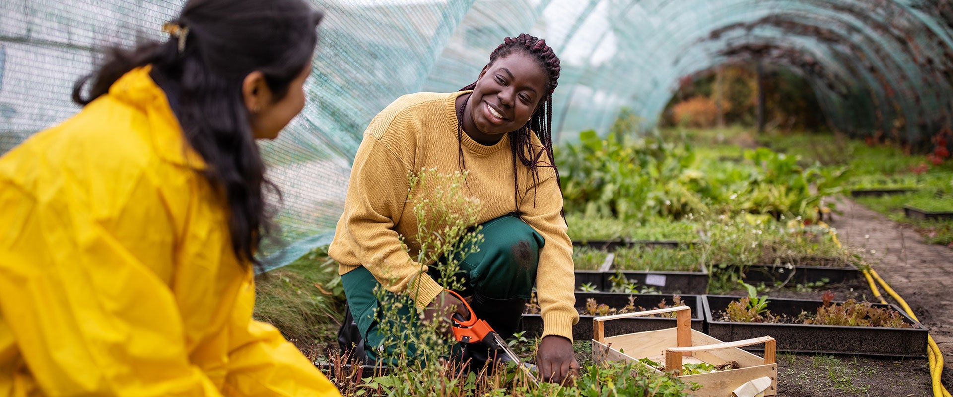 people harvesting food