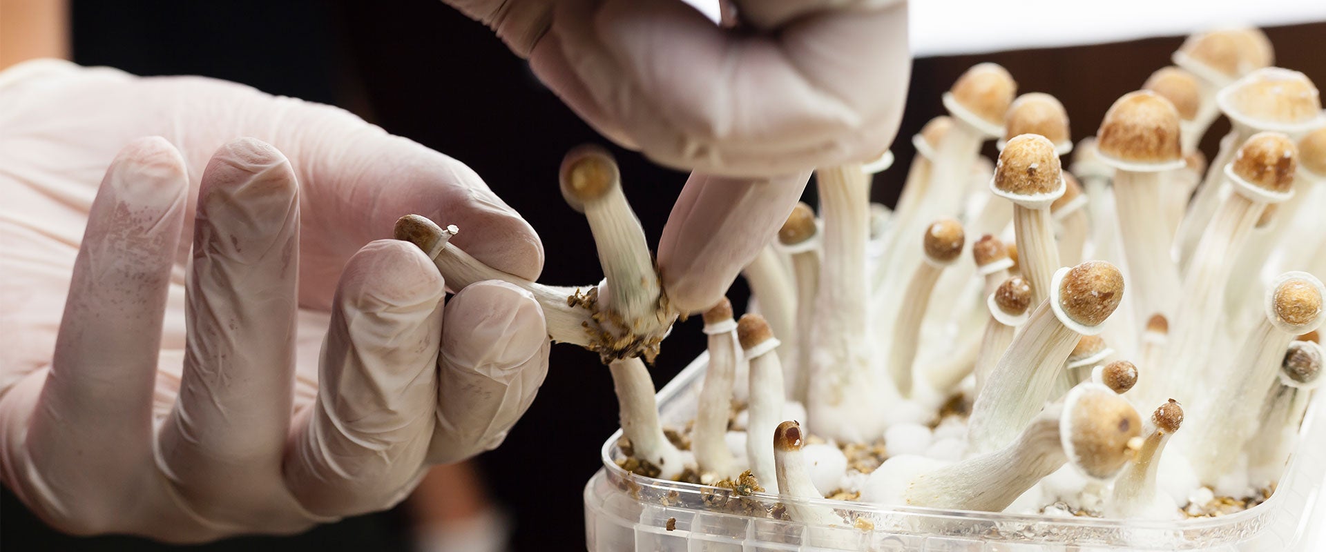 gloved hand with mushrooms