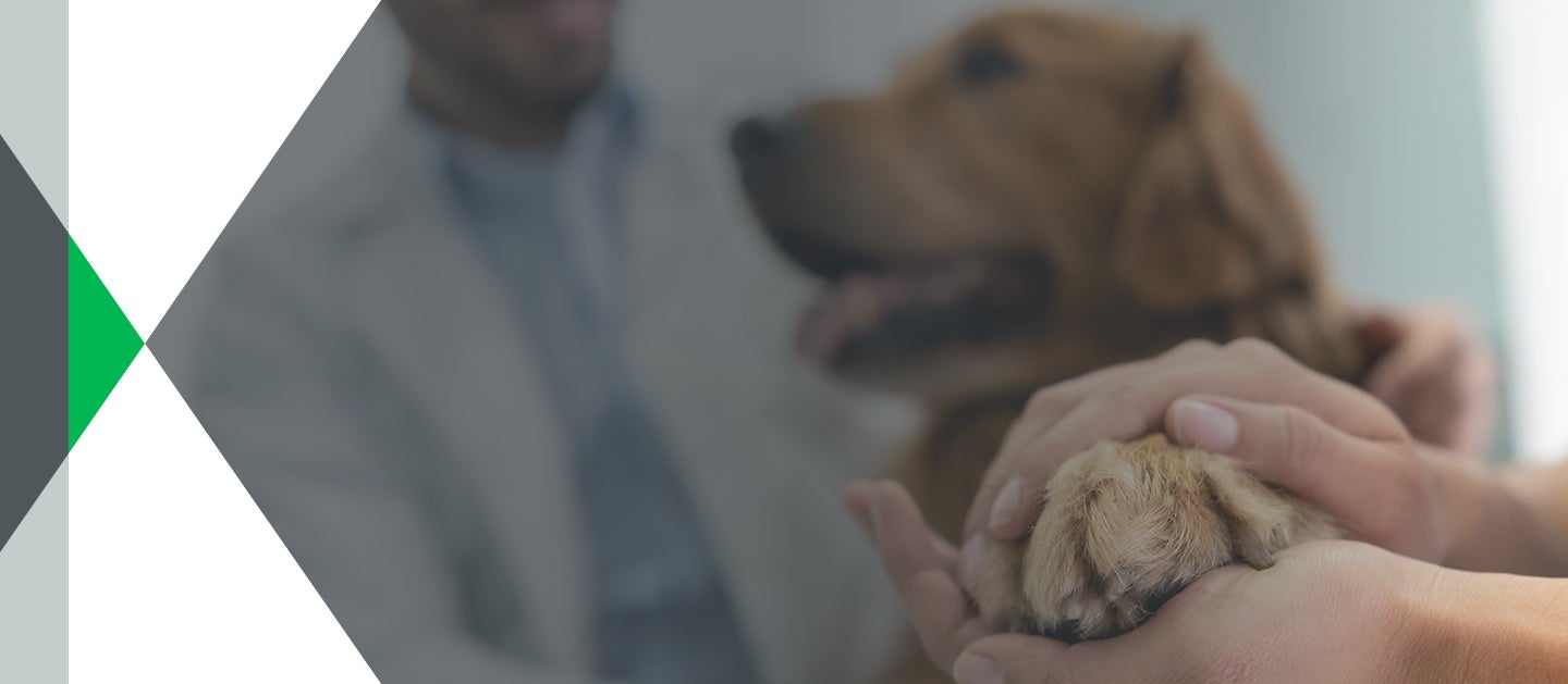 veterinarian holding dog's paw