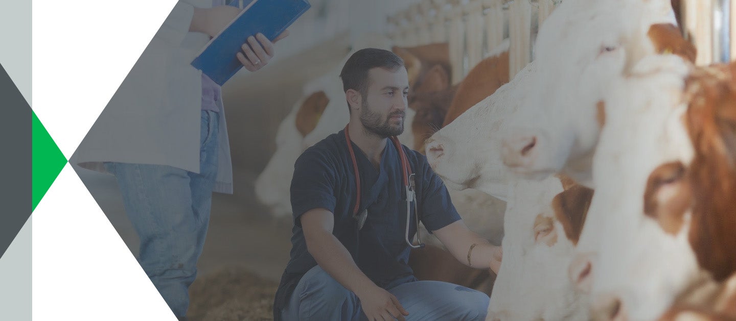 Vet checking health of cow