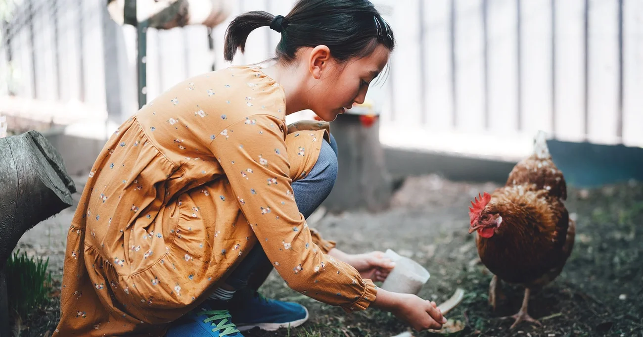 girl feeding a chicken